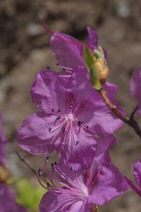 Pěnišník špičatolistý (Rhododendron mucronulatum)
