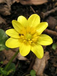 Orsej jarní 'Rowden Magna' (Ficaria verna)