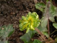 Orsej jarní 'Green Petal' (Ficaria verna)