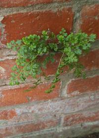 Sleziník routička (Asplenium ruta-muraria)