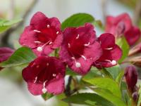 Weigelie růžová (Weigela florida)