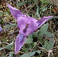 Kosatec nízký (Iris pumila)