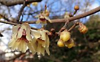 Zimnokvět časný (Chimonanthus praecox)