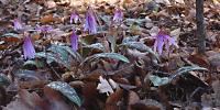 Kandík psí zub (Erythronium dens-canis)