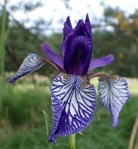 Kosatec sibiřský (Iris sibirica)
