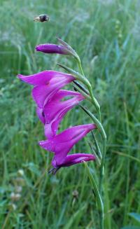 Mečík bahenní (Gladiolus palustris)