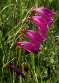 Mečík bahenní (Gladiolus palustris)