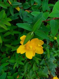 Třezalka rozkladitá 'Hidcote' (Hypericum patulum)