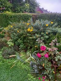 Třezalka rozkladitá 'Hidcote' (Hypericum patulum)