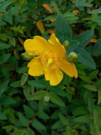 Třezalka rozkladitá 'Hidcote' (Hypericum patulum)