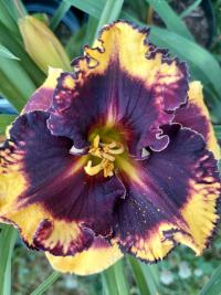 Denivka 'Deep Trance' (Hemerocallis)