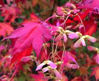 Javor dlanitolistý (Acer palmatum)