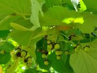 Lípa stříbrná (Tilia tomentosa)