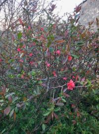 Kdoulovec ozdobný (Chaenomeles speciosa)