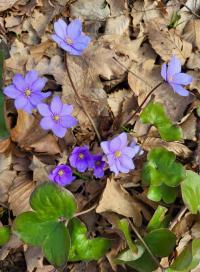 Jaterník podléška (Hepatica nobilis)