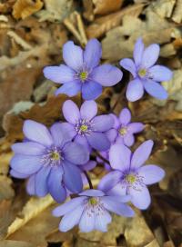 Jaterník podléška (Hepatica nobilis)