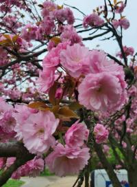 Sakura ozdobná (Prunus serrulata)
