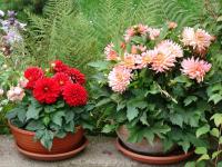 Jiřinka (Dahlia)