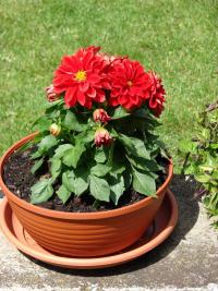 Jiřinka (Dahlia)